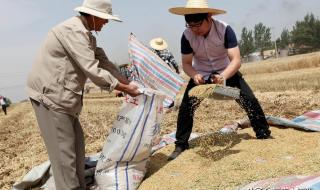 河北金沙河小麦多少一斤 今天小麦多少钱一斤
