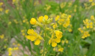 小黄菜是什么菜 油菜花田现小黄人